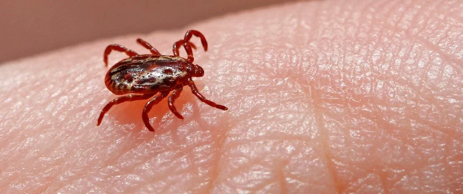 Tick in Glasgow, DE, on a finger.