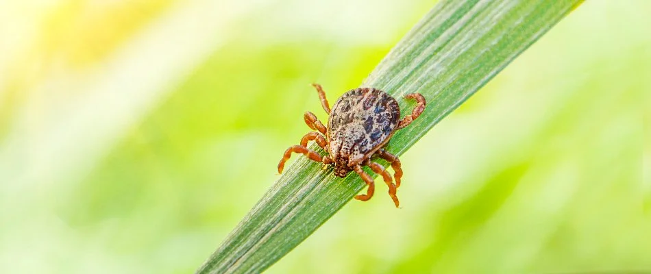 Tick in Richboro, PA, on a blade of grass.