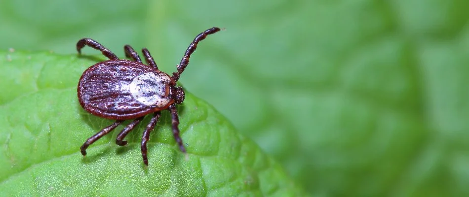 Tick standing on a green leaf in Newark, DE.