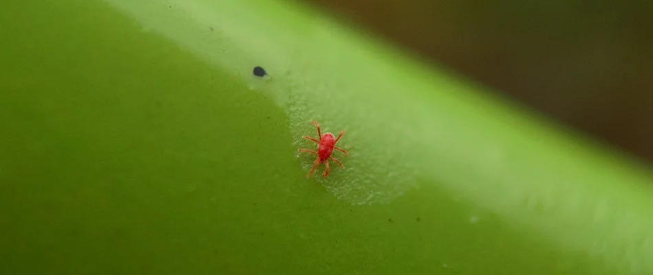 Tiny chigger on a green plant in Hatfield, PA.