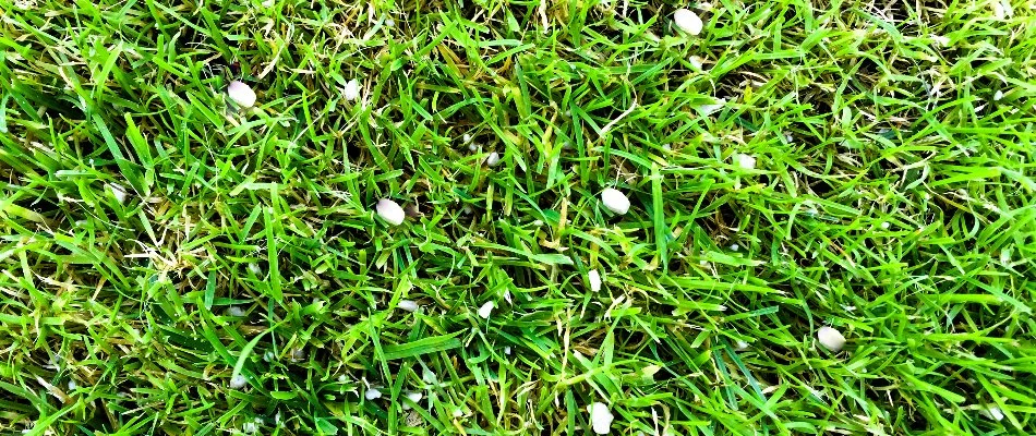 White granules on a lawn in Newark, DE.