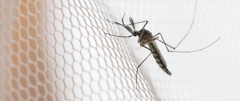 White mesh screen with a mosquito in Lansdowne, PA.