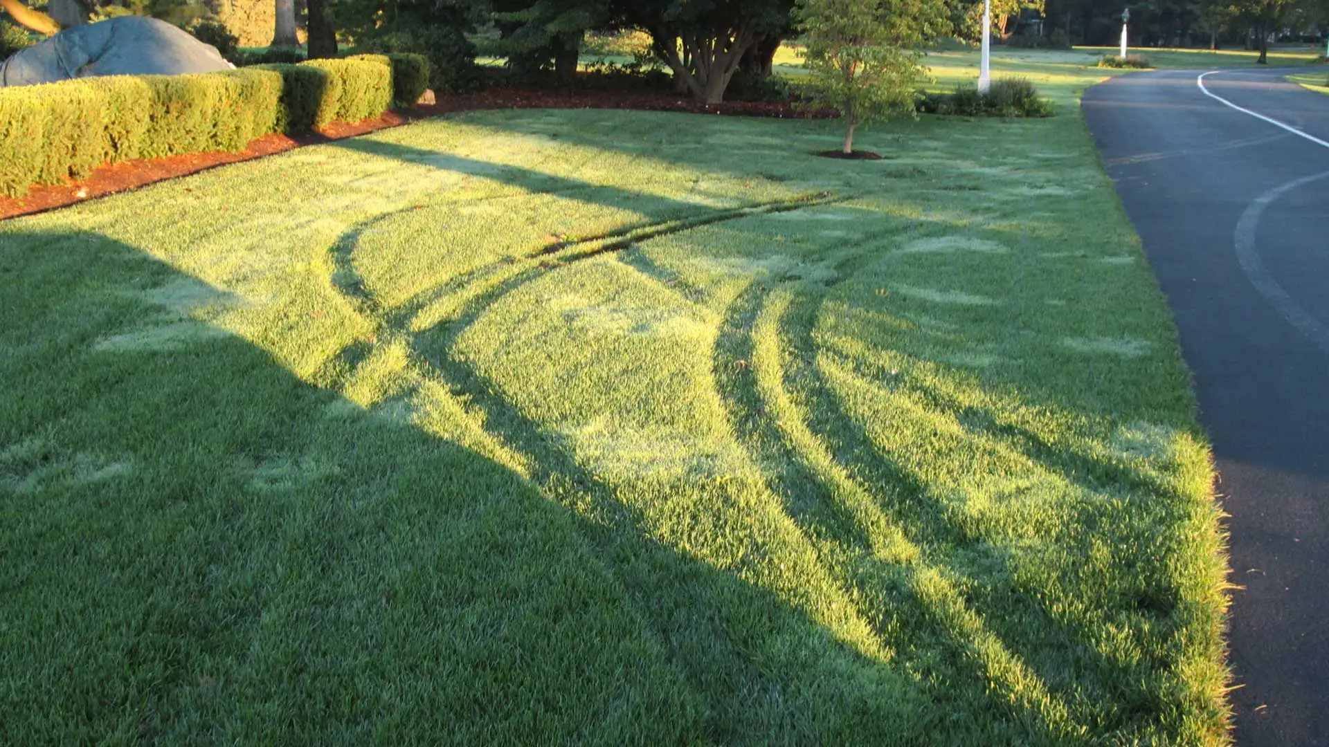 A lawn in the morning with dew on it.