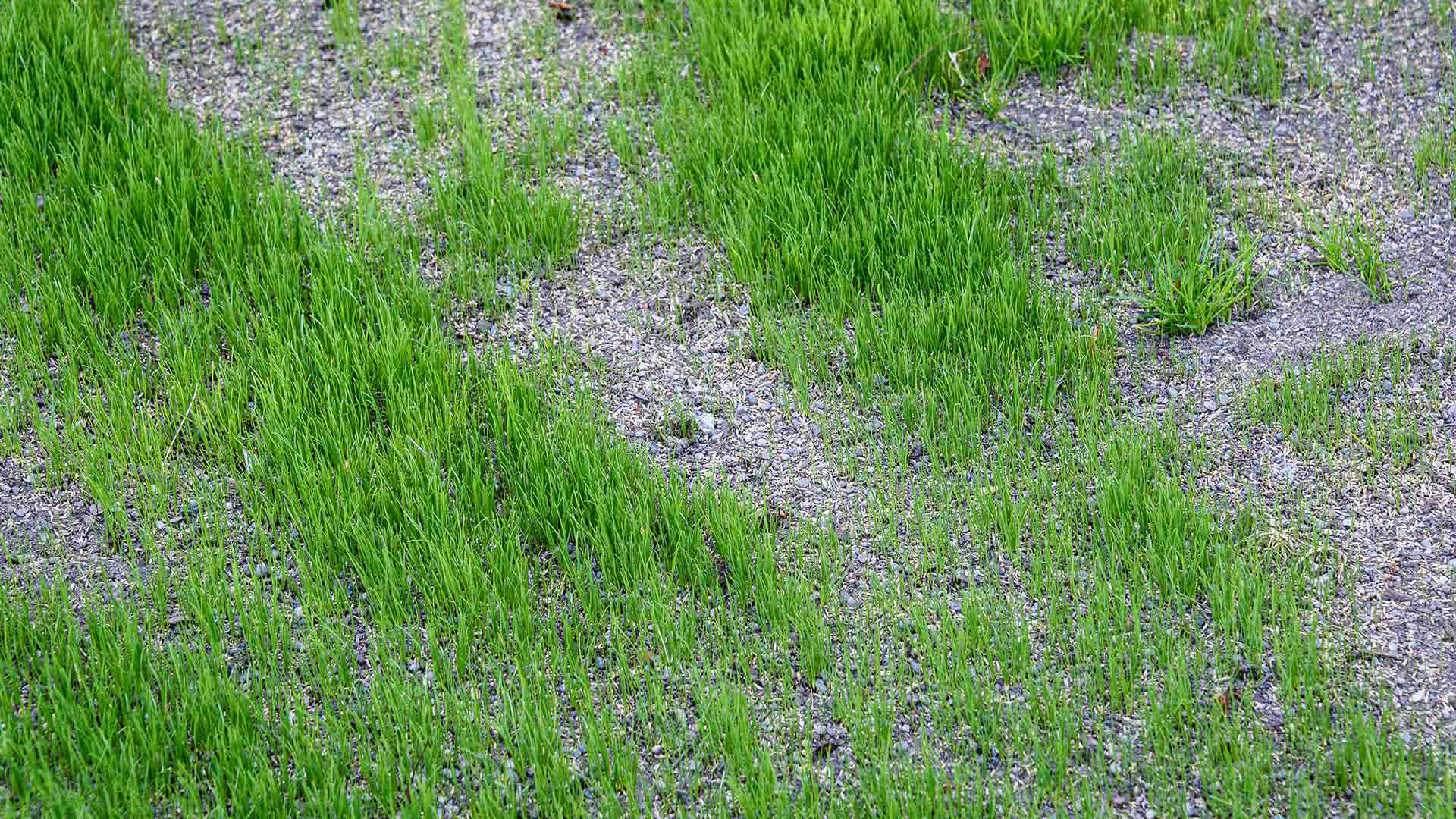 An overseeded lawn ready to regrow heathier than ever.