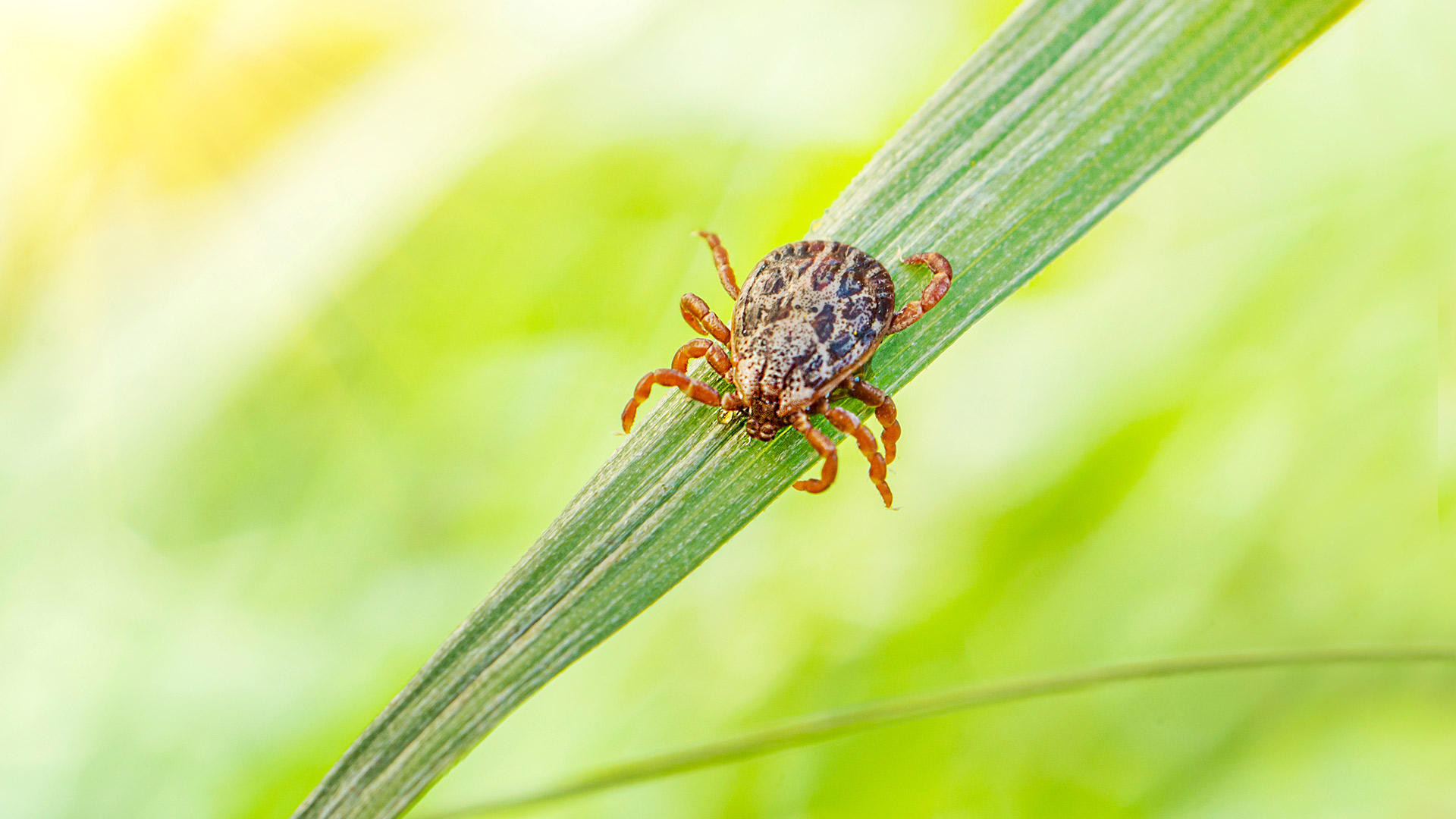 A tick crawling down a piece of grass blade in Doylestown, PA.
