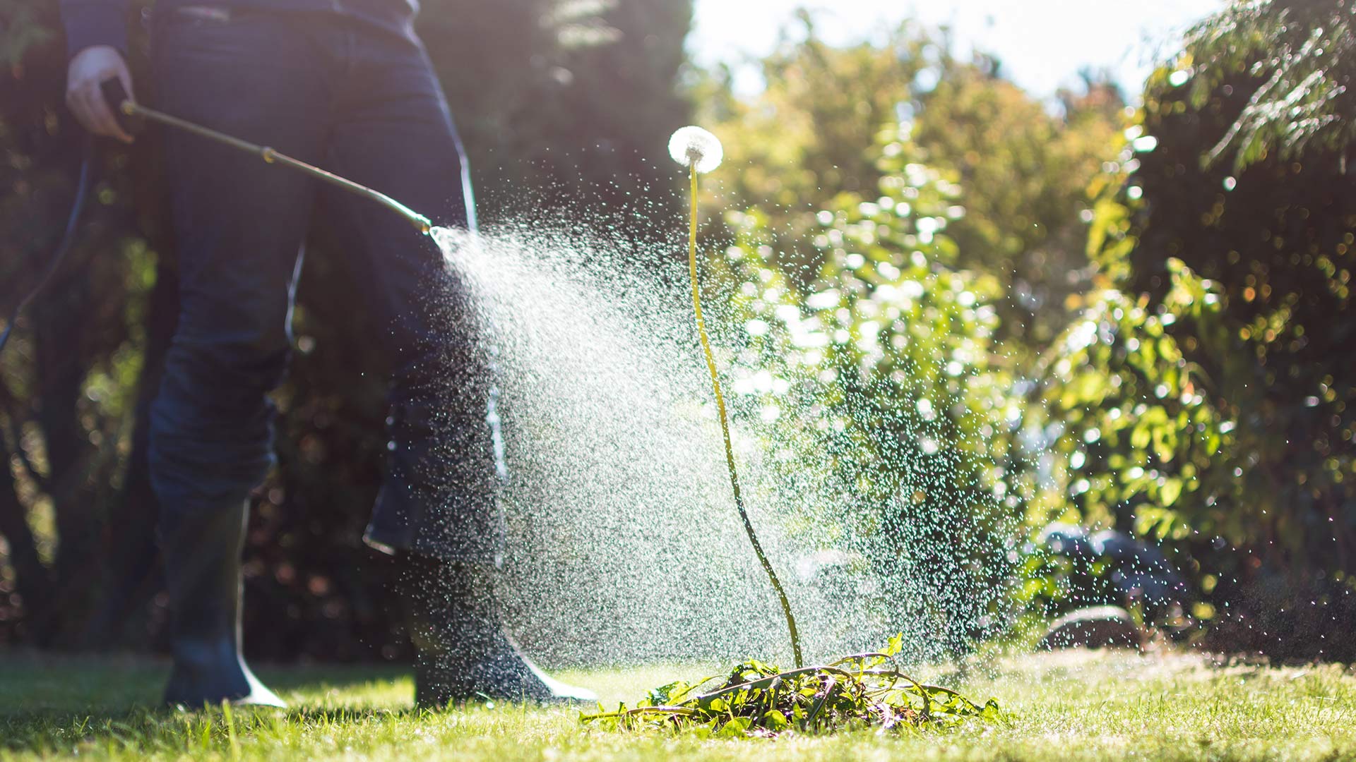 A professional spraying a weed with a natural treatment.
