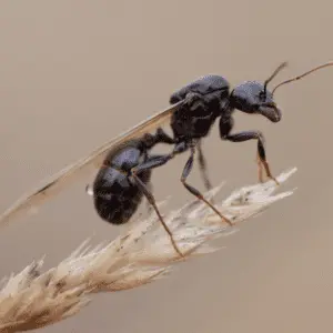 ant with wings on plant