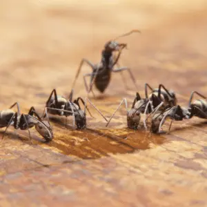 group of carpenter ants in house