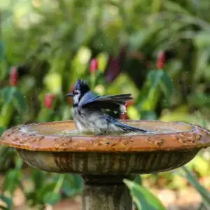 bird in birdbath
