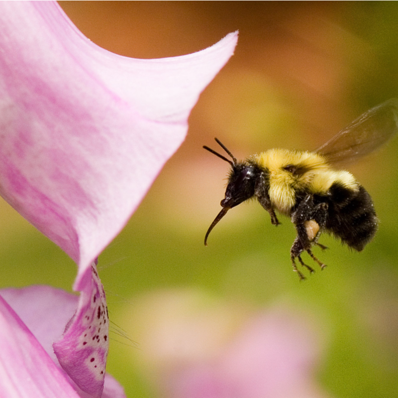 How to Attract Essential Pollinators to Your Backyard
