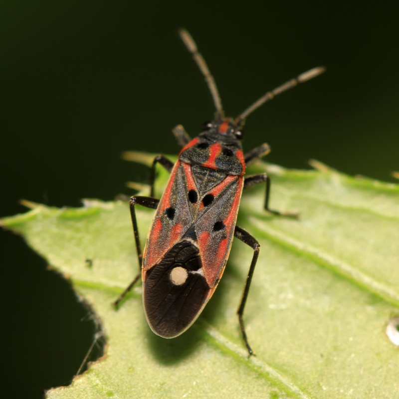 Stop Lawn Surface Bugs From Turning Your PA Lawn Into a Nightmare
