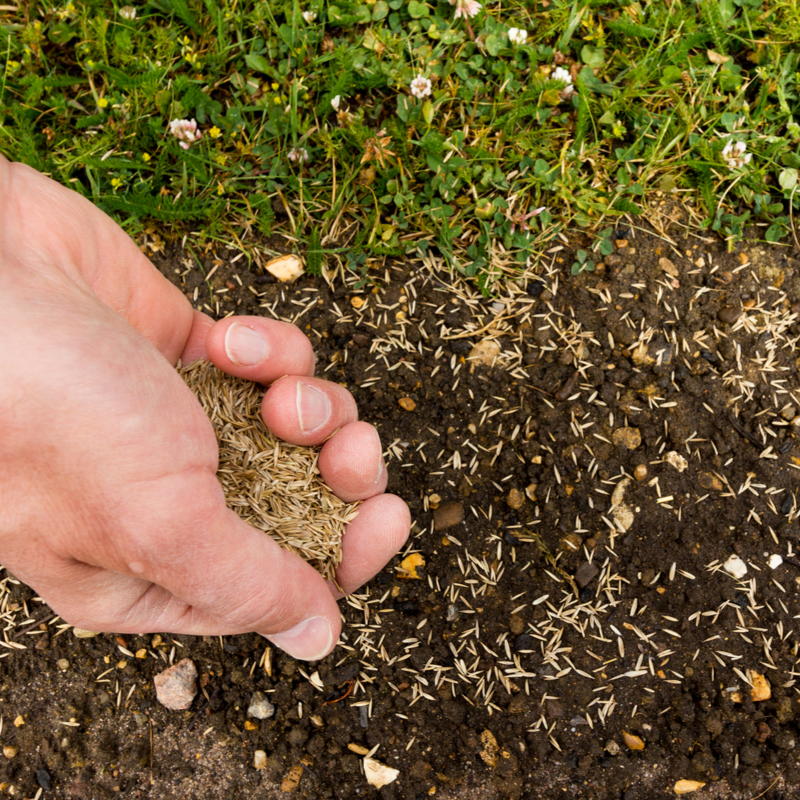How To Choose The Best Grass Seed For Your Lawn