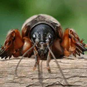 mole cricket 