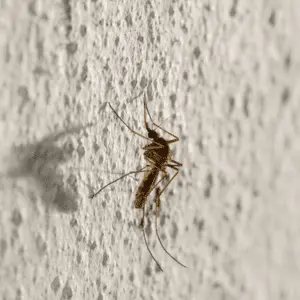 mosquito on wall