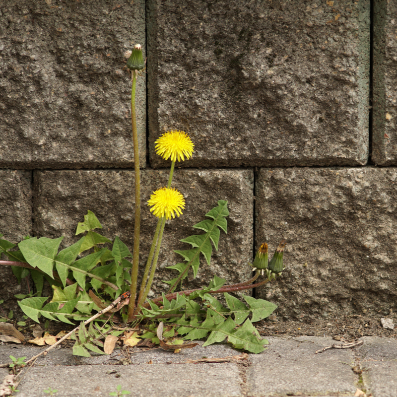 Five Common Weeds Taking Over Your PA Lawn This Summer