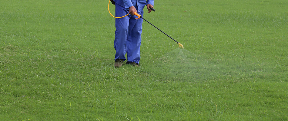 A professional lawn care expert is spraying a weed infested lawn.