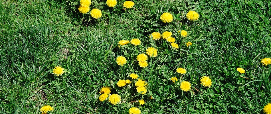 A lawn full of dandelion weeds among others in Malvern, PA.