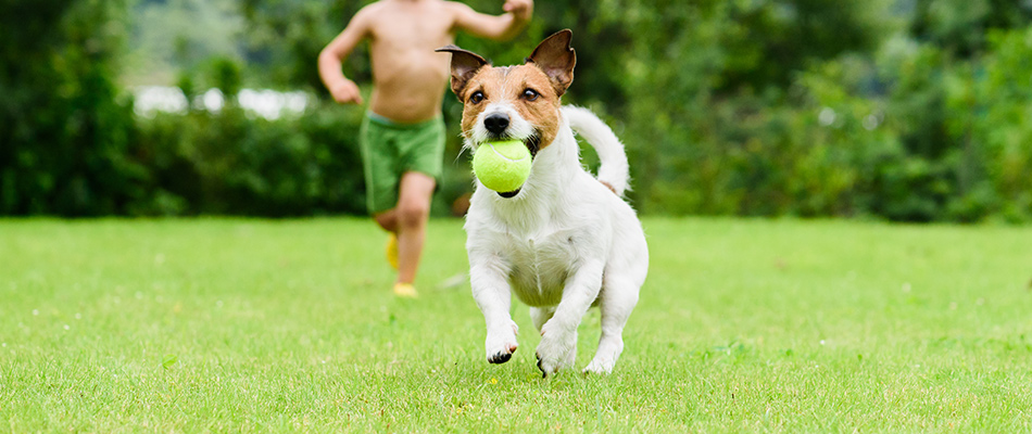 A boy chasing a small dog with a ball in its mouth across the yard.