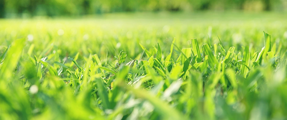 A healthy, green, lush lawn cared for by Delaware Valley Turn Lawn Care.