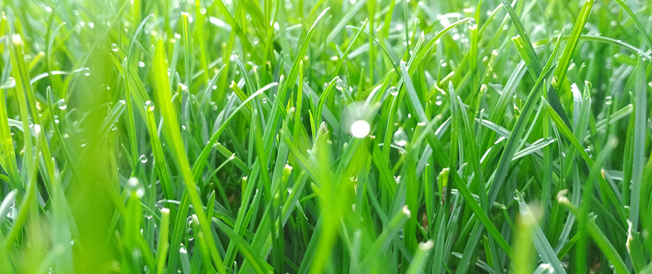 Dew drops over a healthy lawn in Doylestown, PA.