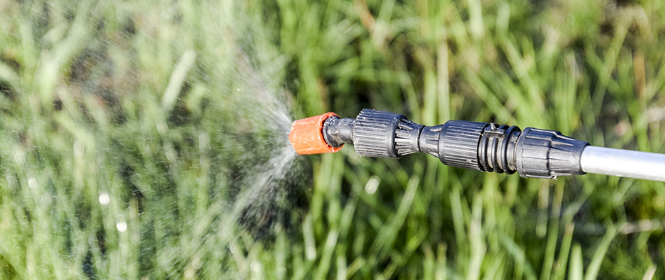A professional is applying a weed control solution to a lawn.