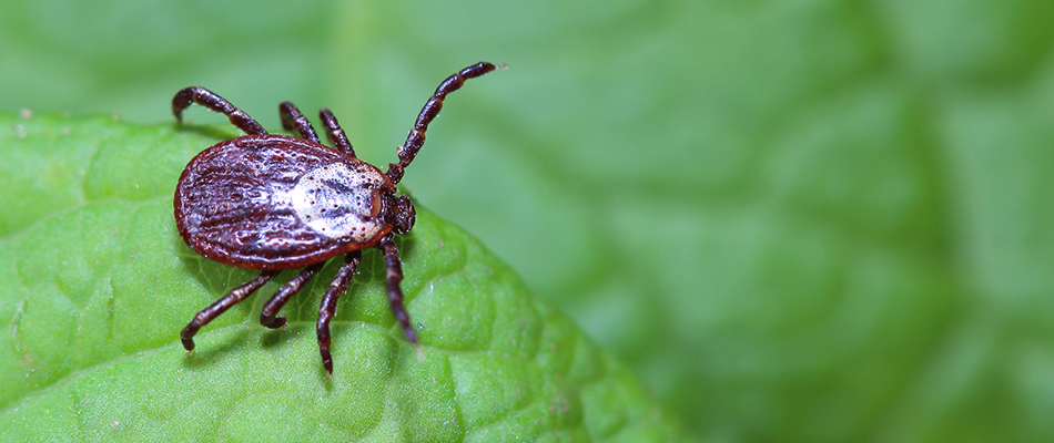 A tick found in a client's lawn in Wayne, PA.