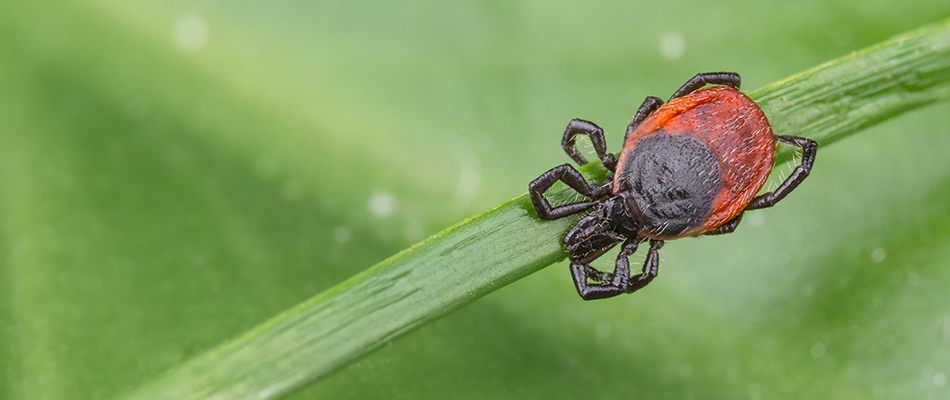 A tick crouched on a blade of grass near Bryn Mawr, PA.