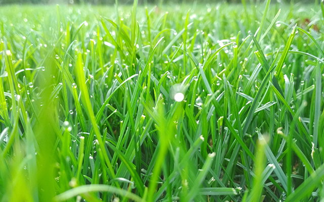 Beautiful, green lawn grass in Doylestown, PA.